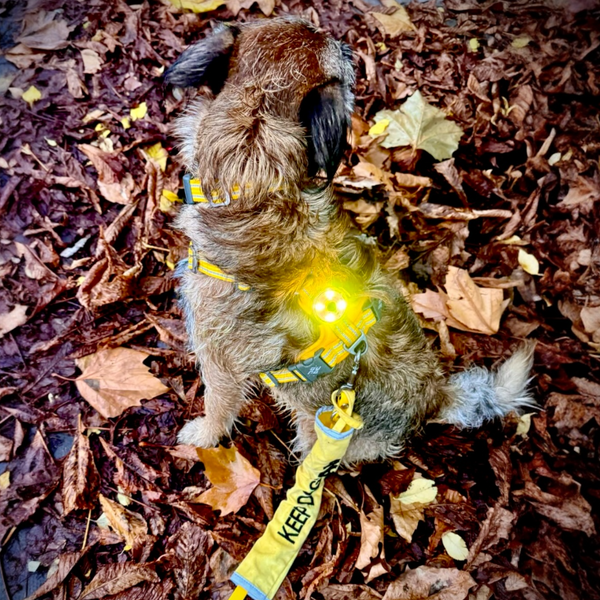 Yellow setting on LED safety dog light for anxious dog