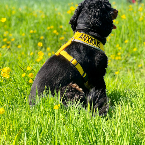 Padded yellow KEEP AWAY ANXIOUS harness