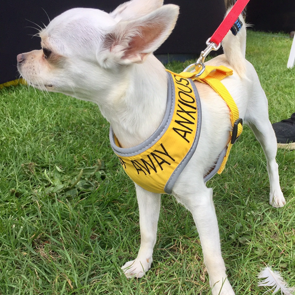 Padded yellow KEEP AWAY ANXIOUS harness