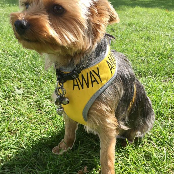 Padded yellow KEEP AWAY ANXIOUS harness