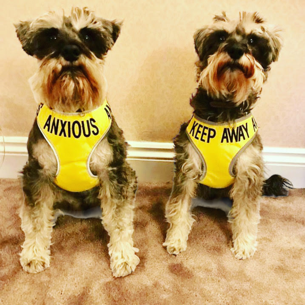 Padded yellow KEEP AWAY ANXIOUS harness