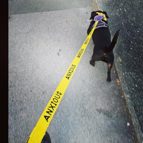 My Anxious Dog Yellow Space Awareness Lead "ANXIOUS" - Small/Medium