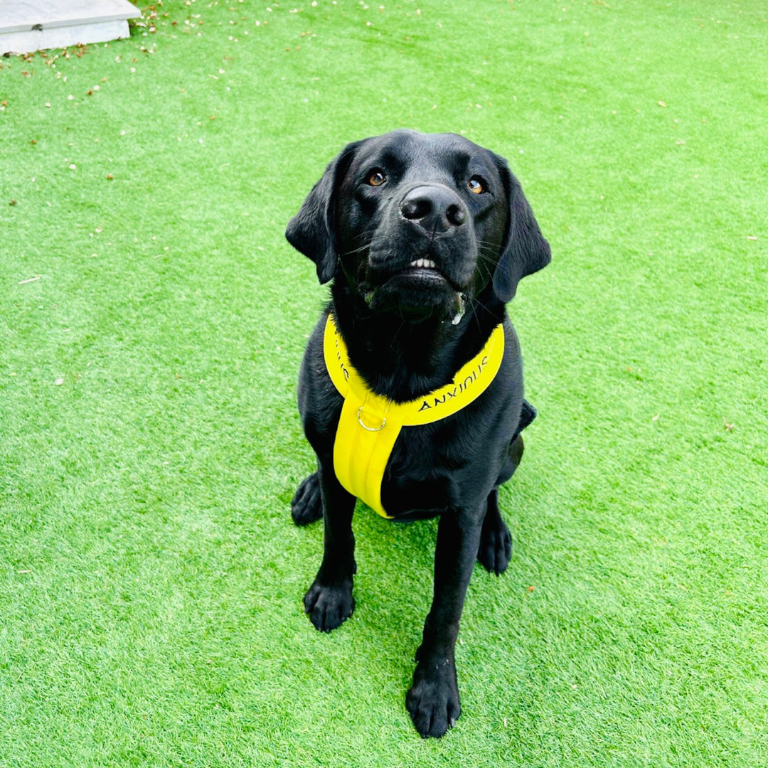 Nervous Dog Harnesses Yellow Dog Harness My Anxious Dog
