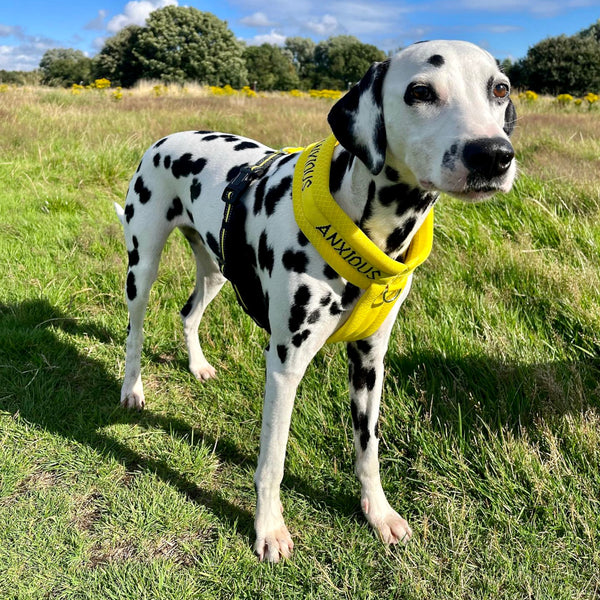 My Anxious Dog Padded Non-Pull Y Harness Size 5