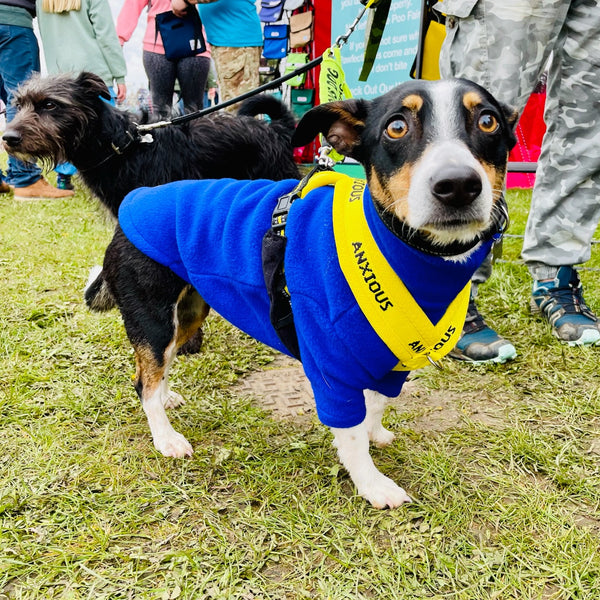 Padded non-pull Y Harness embroidered with ANXIOUS