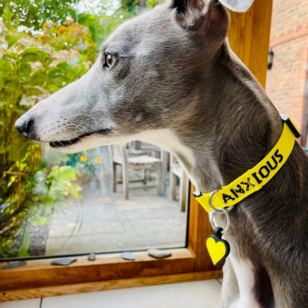 My Anxious Dog Yellow Space Awareness Dog Collar "ANXIOUS"