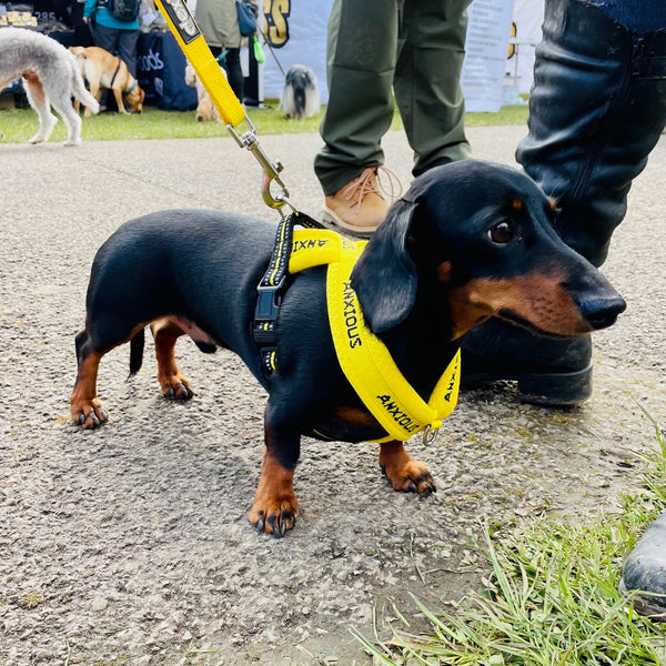 Padded non-pull Y Harness embroidered with ANXIOUS