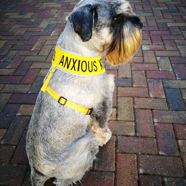 Padded yellow KEEP AWAY ANXIOUS harness