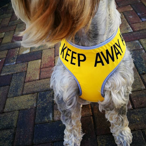 Padded yellow KEEP AWAY ANXIOUS harness