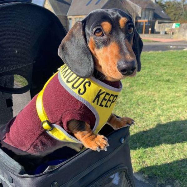 Padded yellow KEEP AWAY ANXIOUS harness