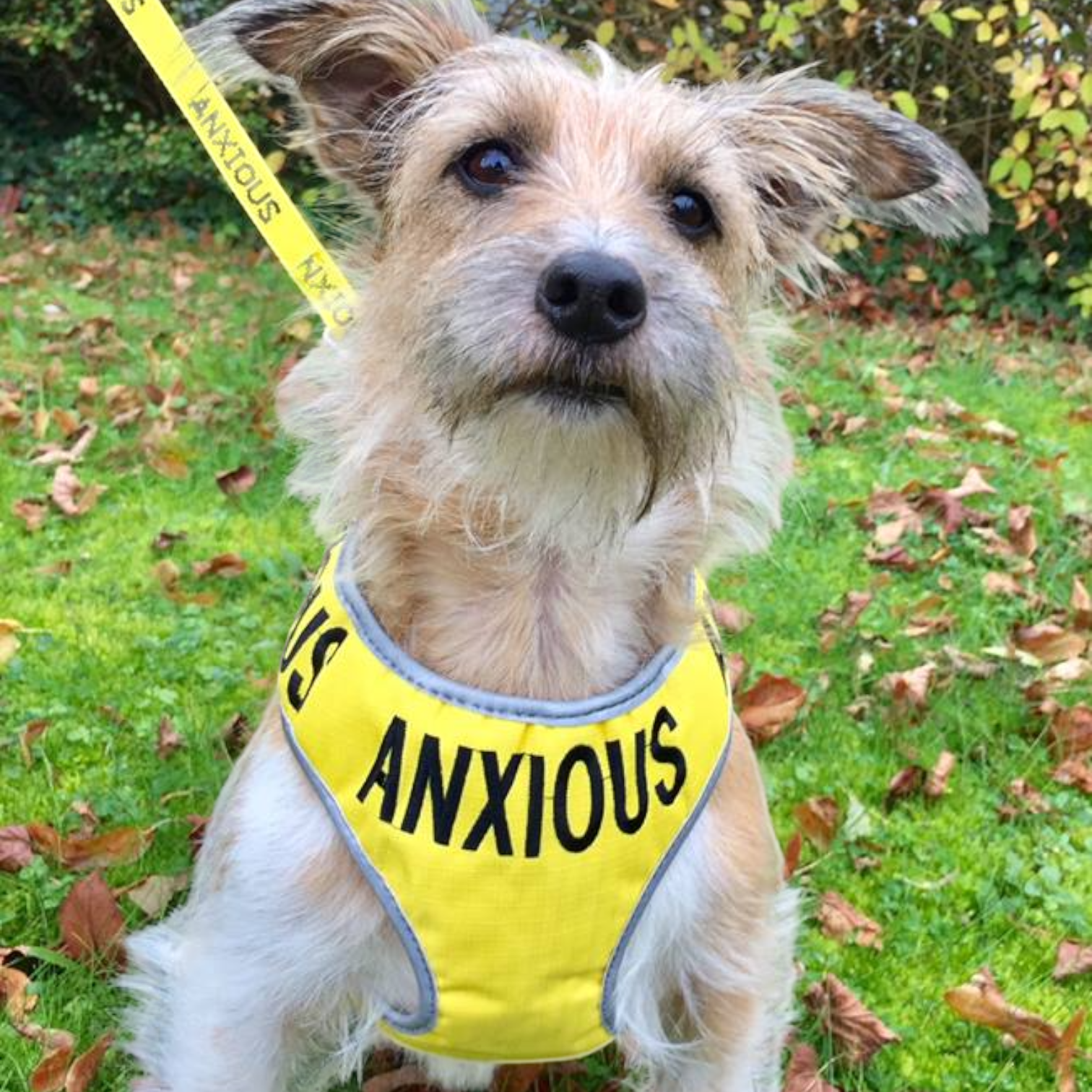 Yellow Nervous Dog Harness Secure My Anxious Dog - Main Image