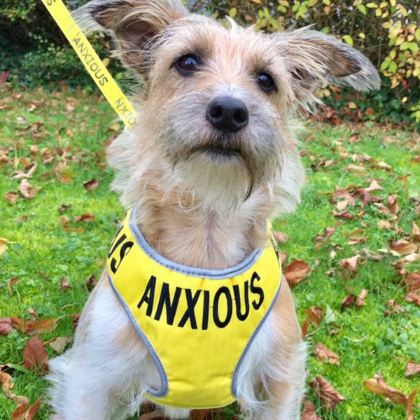 Harness for nervous dogs online