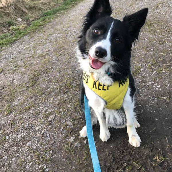 Padded yellow KEEP AWAY ANXIOUS harness