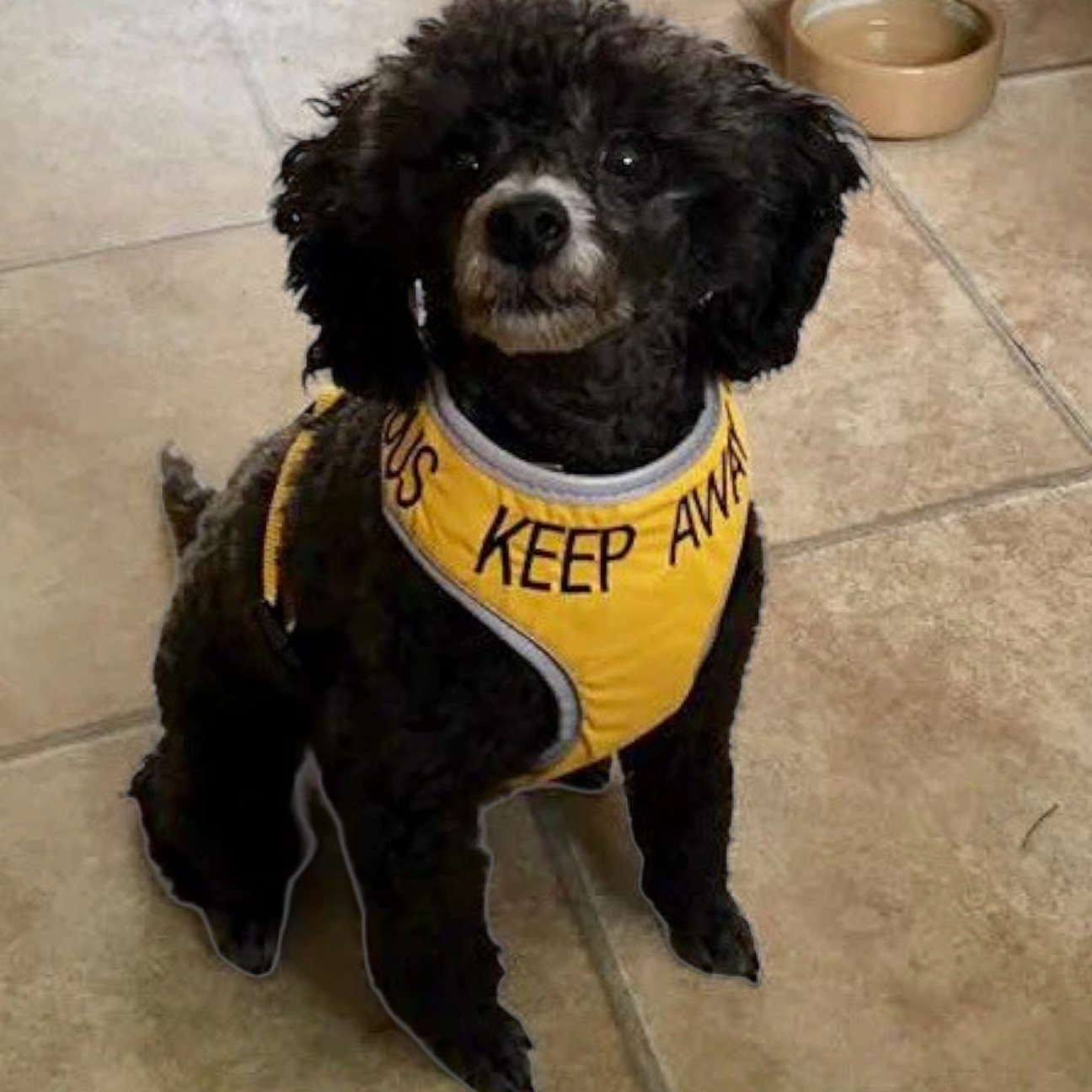 Nervous Dog Harnesses Yellow Dog Harness My Anxious Dog