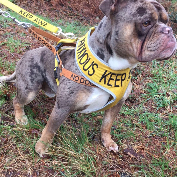 Padded yellow KEEP AWAY ANXIOUS harness