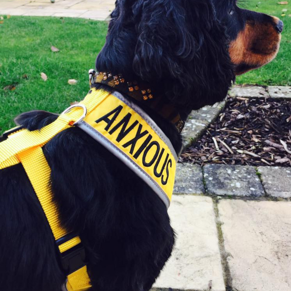 My Anxious Dog Adjustable Yellow Space Awareness Harness "ANXIOUS" - Medium