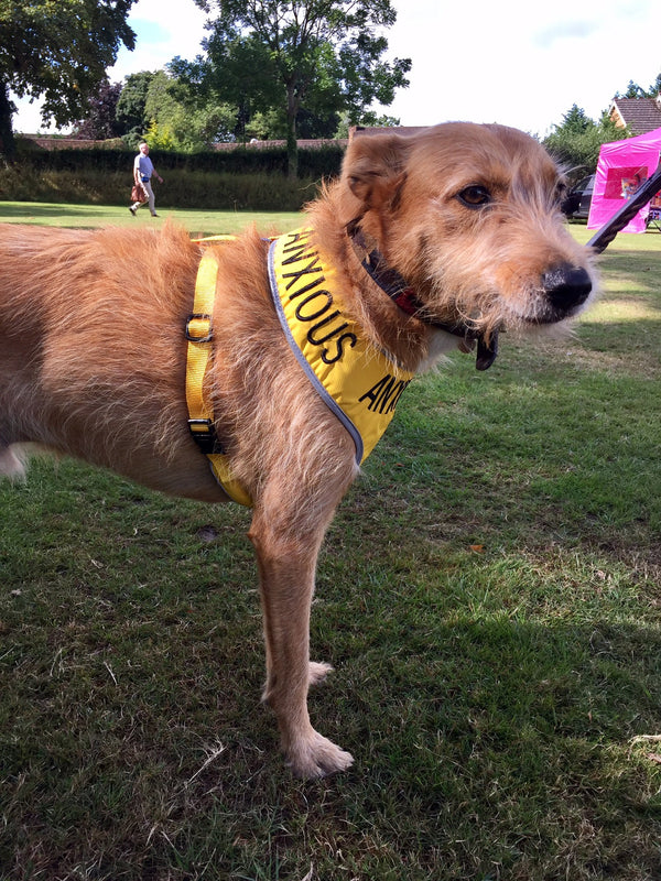 My Anxious Dog Adjustable Yellow Space Awareness Dog Harness "ANXIOUS"  Large