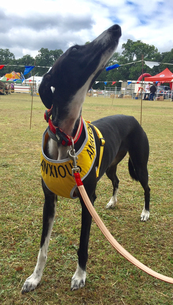 My Anxious Dog Adjustable Yellow Space Awareness Dog Harness "ANXIOUS"  Large