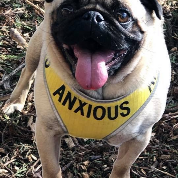 My Anxious Dog Adjustable Yellow Space Awareness Harness "ANXIOUS" - Medium