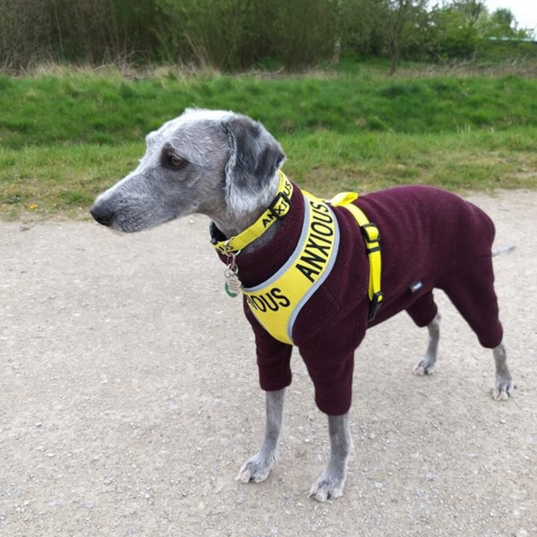 My Anxious Dog Adjustable Yellow Space Awareness Harness "ANXIOUS" - Medium