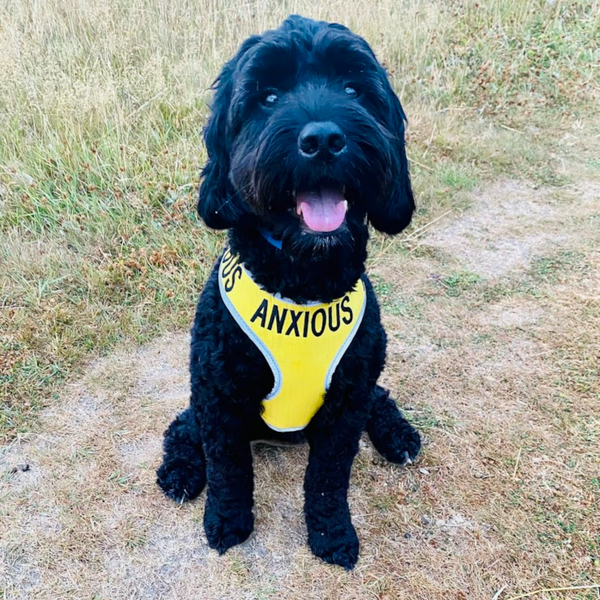 My Anxious Dog Adjustable Yellow Space Awareness Harness "ANXIOUS" - Medium