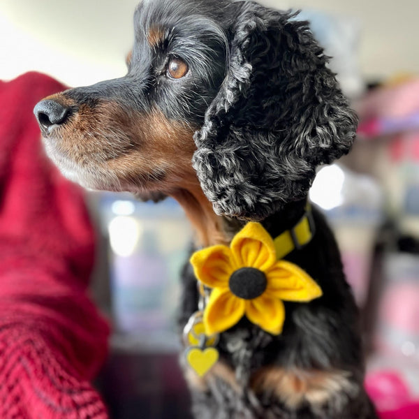 Handmade felt collar flower