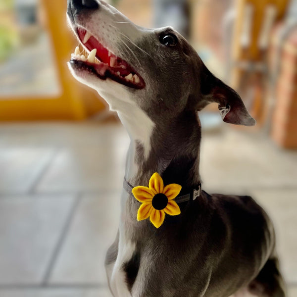 Handmade felt collar flower