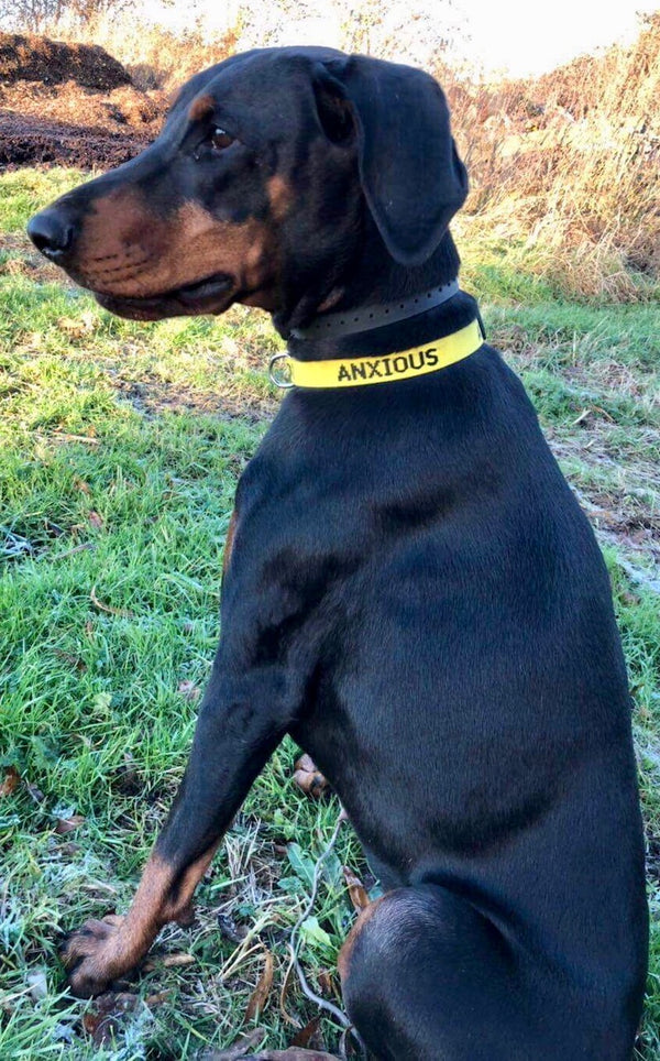 My Anxious Dog Yellow Space Awareness Dog Collar "ANXIOUS"