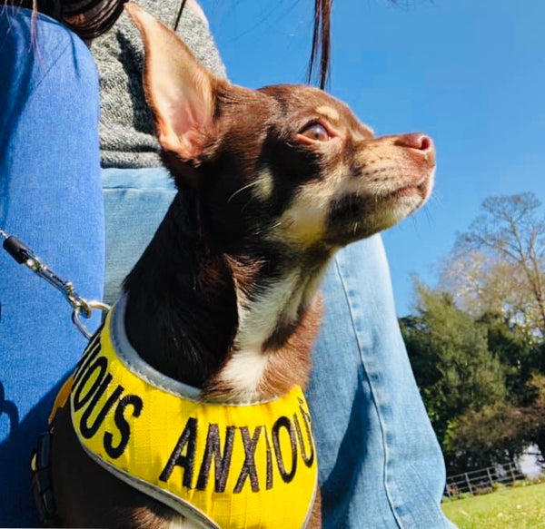 My Anxious Dog Adjustable Yellow Doggie Harness "ANXIOUS" - XS