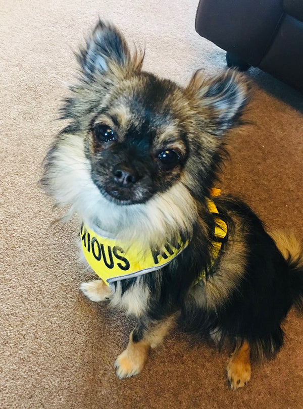 My Anxious Dog Adjustable Yellow Doggie Harness "ANXIOUS" - XS