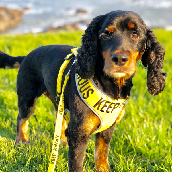 Padded yellow KEEP AWAY ANXIOUS harness