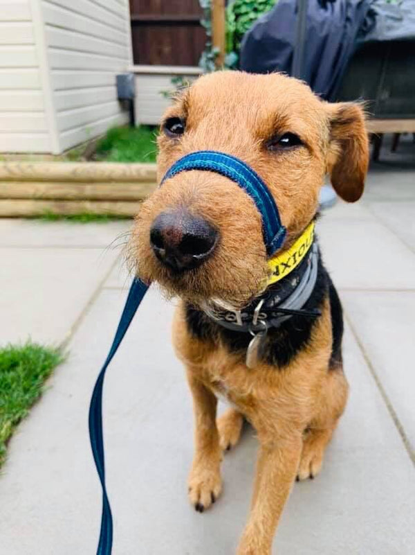 My Anxious Dog Yellow Space Awareness Dog Collar "ANXIOUS"