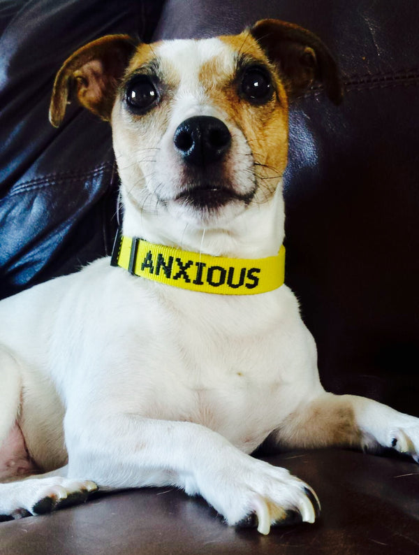 My Anxious Dog Yellow Space Awareness Dog Collar "ANXIOUS"