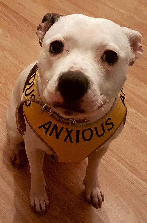 My Anxious Dog Adjustable Yellow Space Awareness Dog Harness "ANXIOUS"  Large