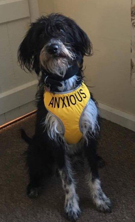 My Anxious Dog Adjustable Yellow Space Awareness Dog Harness "ANXIOUS"  Large