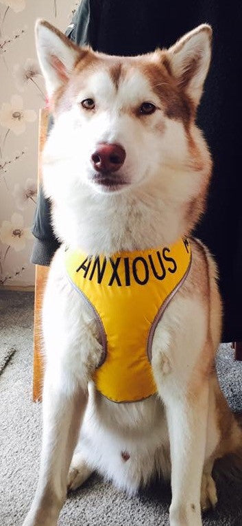 My Anxious Dog Adjustable Yellow Space Awareness Dog Harness "ANXIOUS"  Large