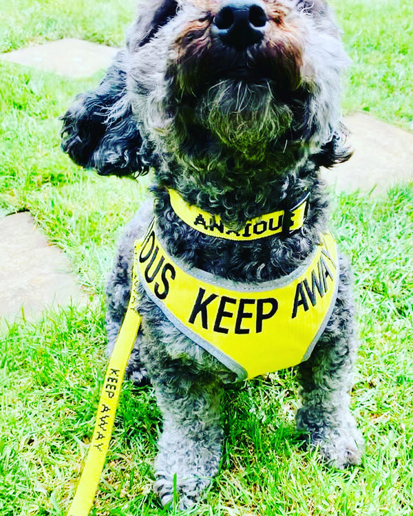 My Anxious Dog Yellow Space Awareness Dog Collar "ANXIOUS"