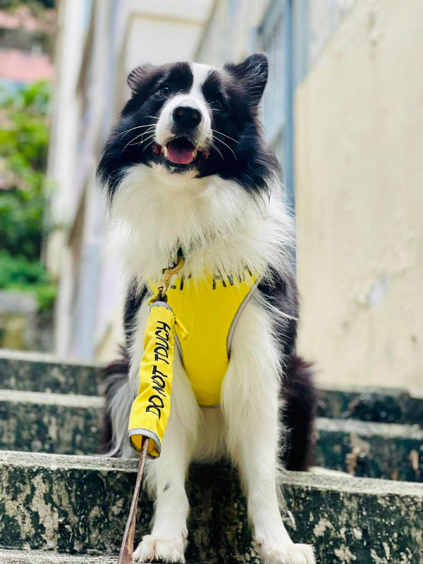 My Anxious Dog Yellow Space Awareness DO NOT TOUCH Warning Lead Slip Cover