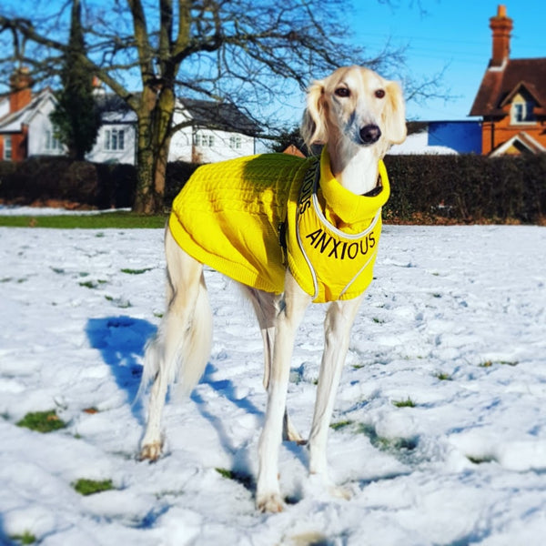 My Anxious Dog Adjustable Yellow Space Awareness Dog Harness "ANXIOUS"  Large