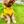 Load image into Gallery viewer, ANXIOUS DOG YELLOW LIGHTWEIGHT RAINCOAT (Medium)
