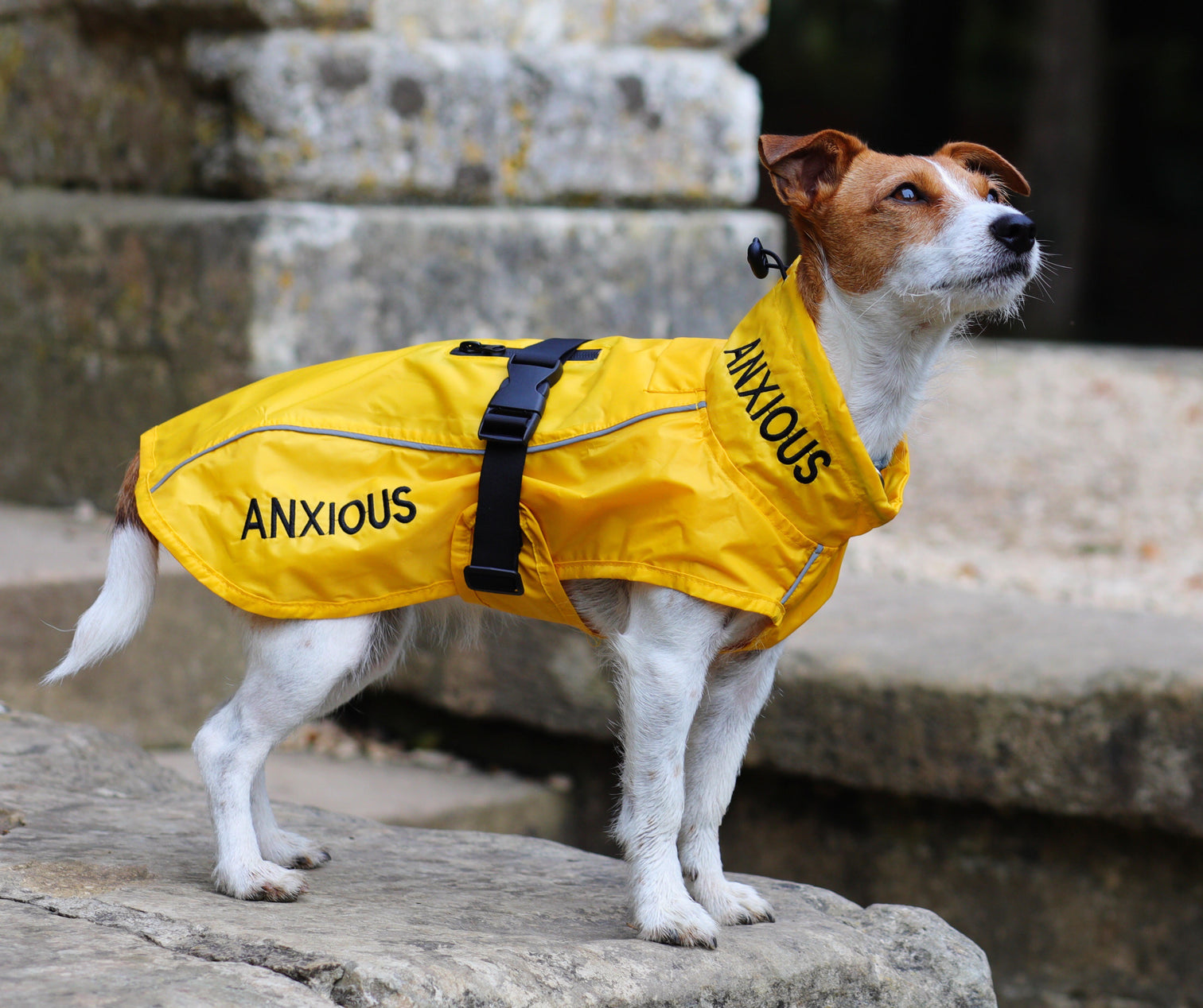 Yellow Dog Rain Coats Lightweight My Anxious Dog yellow-dog-rain-coats-lightweight-my-anxious-dog
