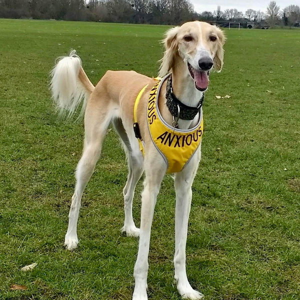 My Anxious Dog Adjustable Yellow Space Awareness Dog Harness "ANXIOUS"  Large