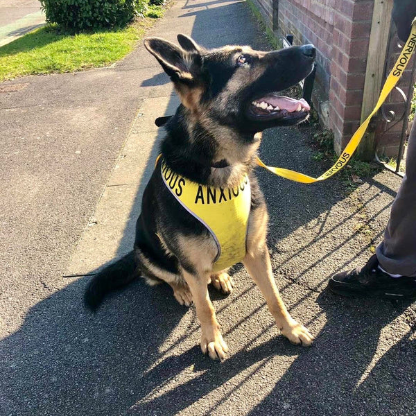 My Anxious Dog Adjustable Yellow Dog Harness "ANXIOUS" - XXL