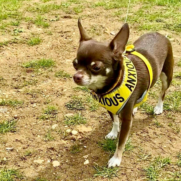 My Anxious Dog Adjustable Yellow Doggie Harness "ANXIOUS" - XS