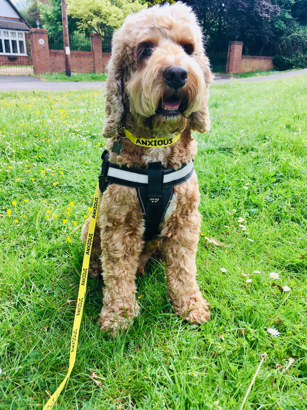 My Anxious Dog Yellow Space Awareness Dog Collar "ANXIOUS"