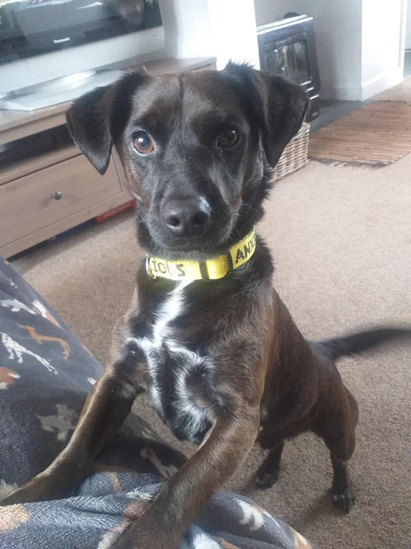 My Anxious Dog Yellow Space Awareness Dog Collar "ANXIOUS"