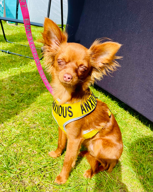 My Anxious Dog Adjustable Yellow Doggie Harness "ANXIOUS" - XS