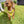 Load image into Gallery viewer, My Anxious Dog Adjustable Yellow Doggie Harness &quot;ANXIOUS&quot; - XS
