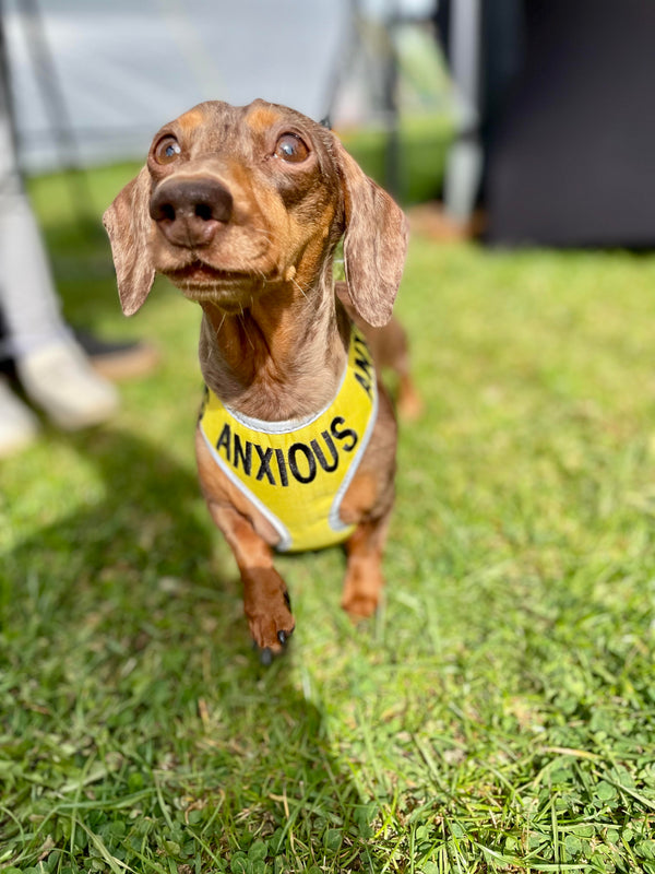 My Anxious Dog Adjustable Yellow Doggie Harness "ANXIOUS" - XS