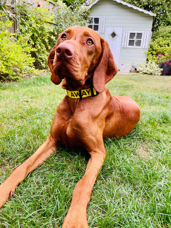 My Anxious Dog Yellow Space Awareness Collar KEEP AWAY - Medium